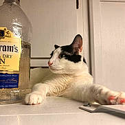 Chory joined the competition — help win amazing prizes! cat, black_and_white, gin_bottle, bottle, paw, white_surface, indoor, door, curious, relaxed, close_up, domestic_cat, animal, pet, feline, whiskers, pink_paw_pads, background, side_view, still_life