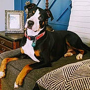 Church joined the competition — help win amazing prizes! dog, pet, collar, couch, furniture, indoor, wood_floor, side_table, picture_frame, blue_wall, relaxed, canine, portrait, houseplant, home, domestic, resting, curious, comfortable, living_room