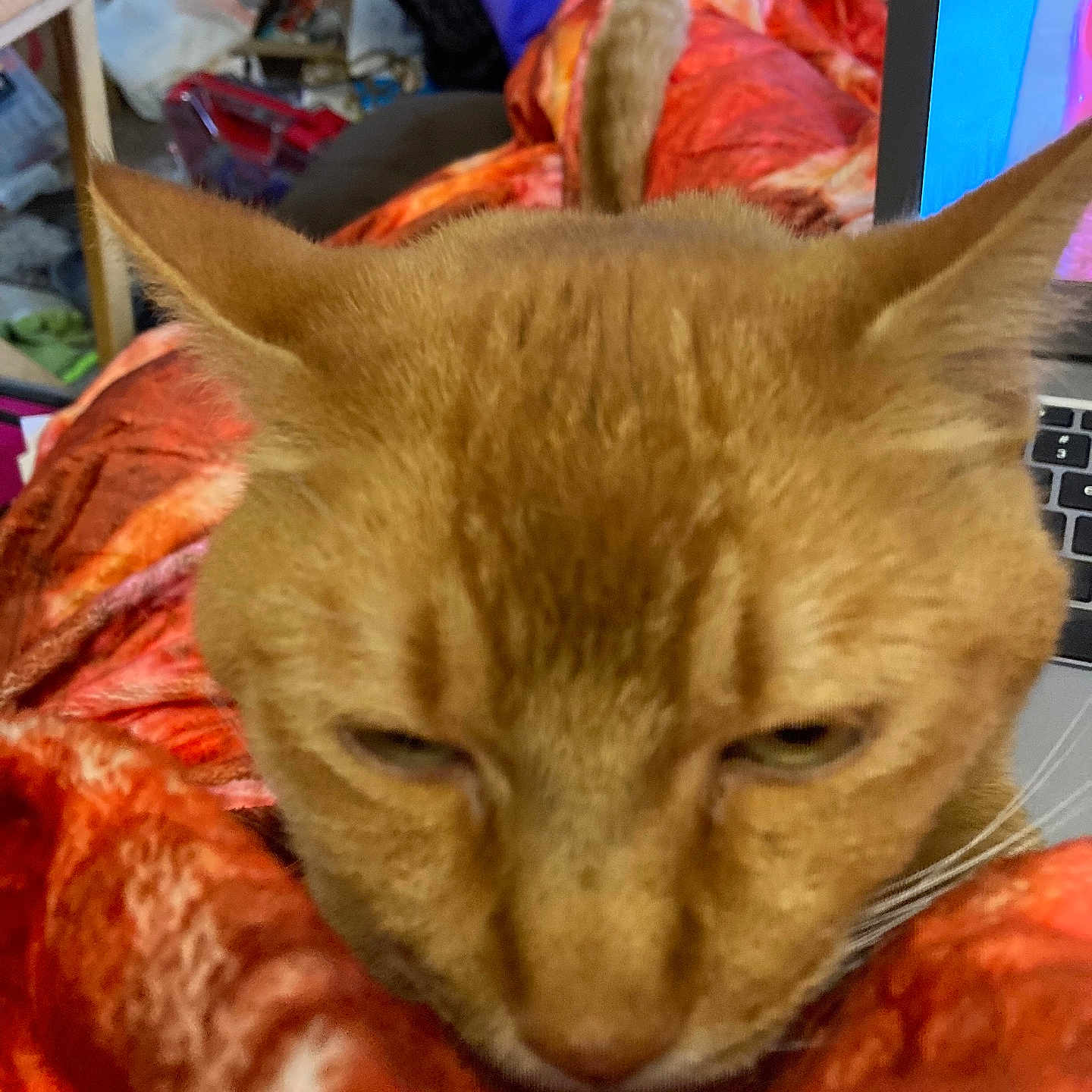 Simba joined the competition — help win amazing prizes! animal, blanket, cat, close_up, cluttered_room, cozy, domestic_cat, ears, face, feline, fur, indoor, laptop, orange_cat, pet, red_blanket, resting, sleepy, tail, whiskers