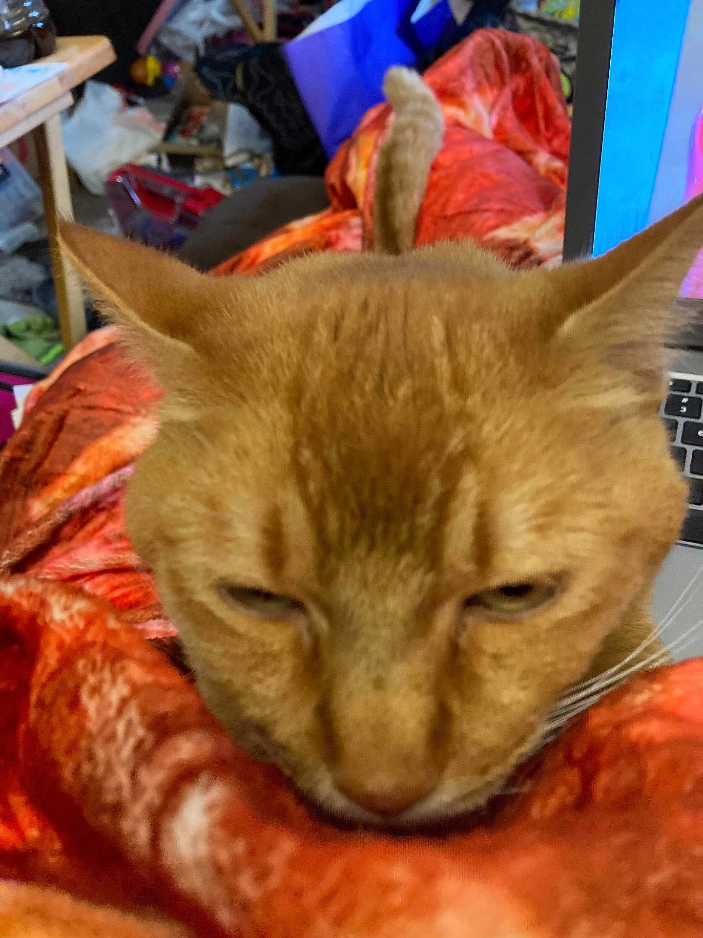 Simba joined the competition — help win amazing prizes! cat, orange_cat, close_up, blanket, indoor, resting, ears, feline, pet, cozy, red_blanket, laptop, cluttered_room, fur, whiskers, animal, domestic_cat, sleepy, face, tail