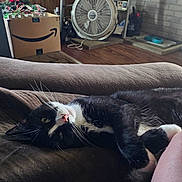 Panda joined the competition — help win amazing prizes! cat, black_and_white_cat, couch, indoor, fan, television, box, wood_floor, pet, relaxed, furniture, living_room, brown, whiskers, pink_nose, domestic_cat, resting, household_items, person_leg, cozy