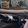 cat, black_and_white_cat, couch, indoor, fan, television, box, wood_floor, pet, relaxed, furniture, living_room, brown, whiskers, pink_nose, domestic_cat, resting, household_items, person_leg, cozy