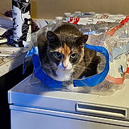 Molly joined the competition — help win amazing prizes! cat, plastic_pack, water_bottles, kitchen_counter, appliance, indoor, pet, curious, container, blue_tape, marble_countertop, cup, cat_design, animal, domestic, tabletop, household, feline, resting, snug