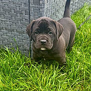 Xena joined the competition — help win amazing prizes! puppy, dog, grass, outdoor, black_dog, wicker_furniture, pet, cute, animal, young_dog, tail, nature, greenery, curious, portrait, summer, playful, small_dog, fur, eyes