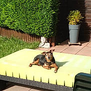 Isis a rejoint le concours — aidez-le/la à gagner de superbes lots ! black_and_brown, buddha_statue, cushion, daytime, dog, garden, grass, hedge, outdoor, patio, peaceful, plant_pot, relaxing, resting, shaded_area, small_dog, summer, sunlight, tile_floor, yellow