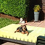 black_and_brown, buddha_statue, cushion, daytime, dog, garden, grass, hedge, outdoor, patio, peaceful, plant_pot, relaxing, resting, shaded_area, small_dog, summer, sunlight, tile_floor, yellow