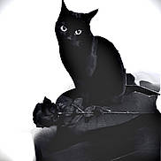 Siara a rejoint le concours — aidez-le/la à gagner de superbes lots ! animal, artistic, black_cat, black_rose, closeup, contrast, dark_background, eerie, feline, flower, gothic, monochrome, mystery, pet, portrait, rose, shadow, silhouette, sitting, still_life