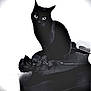 animal, artistic, black_cat, black_rose, closeup, contrast, dark_background, eerie, feline, flower, gothic, monochrome, mystery, pet, portrait, rose, shadow, silhouette, sitting, still_life