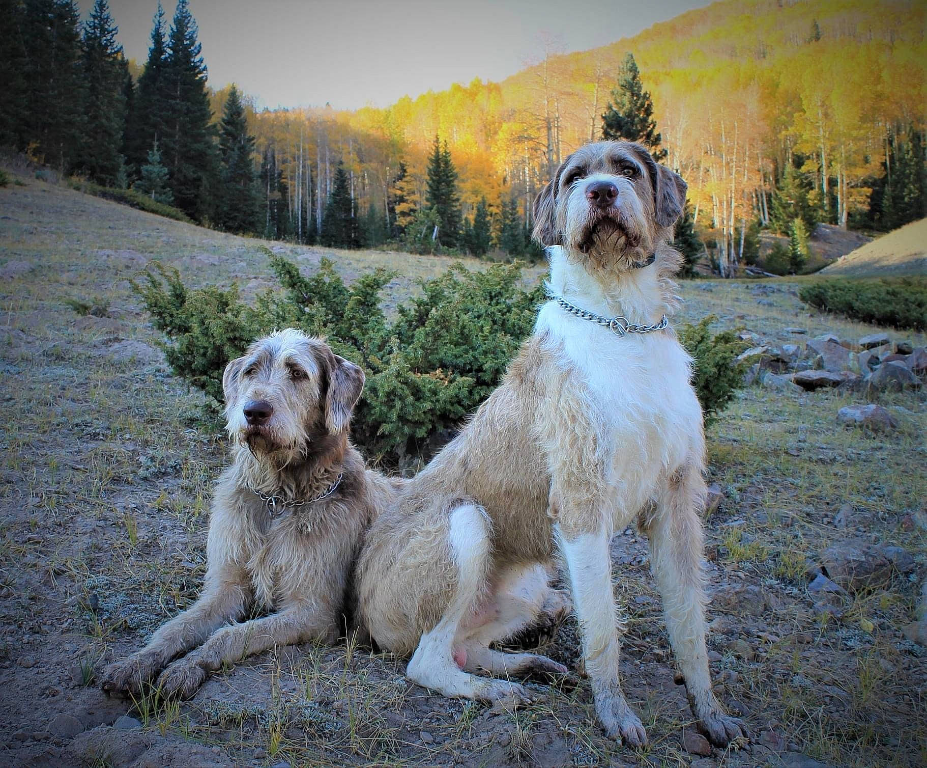 Tony joined the competition — help win amazing prizes! briquet_griffon_vendeen, canidae, carnivore, companion_dog, dog, dog_breed, hunting_dog, istrian_coarse_haired_hound, mammal, rare_breed_dog, setter, spinone_italiano, sporting_group, vertebrate