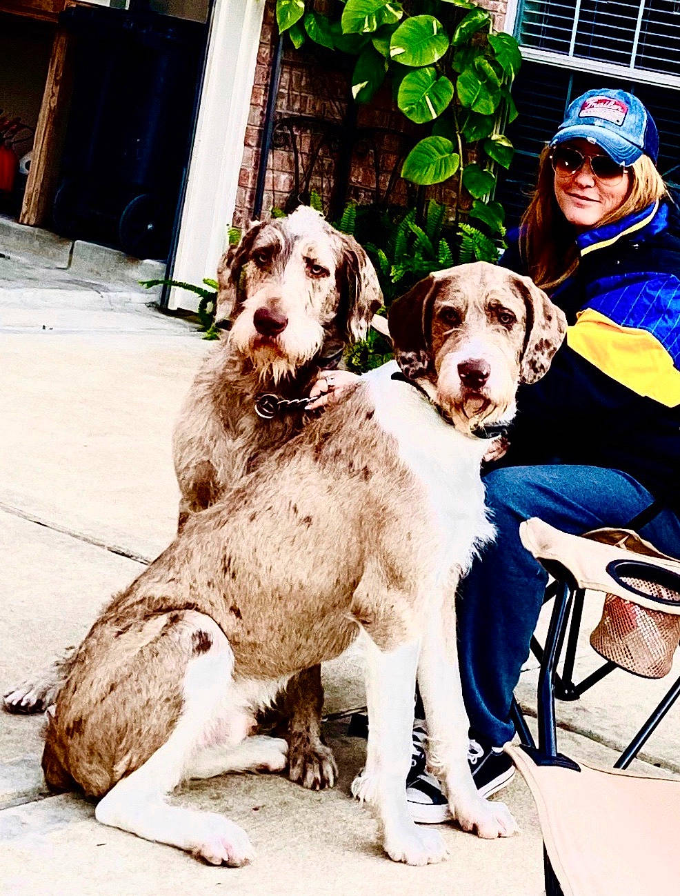 Tony joined the competition — help win amazing prizes! canidae, carnivore, dog, dog_breed, hunting_dog, mammal, pointer, rare_breed_dog, sporting_group, vertebrate