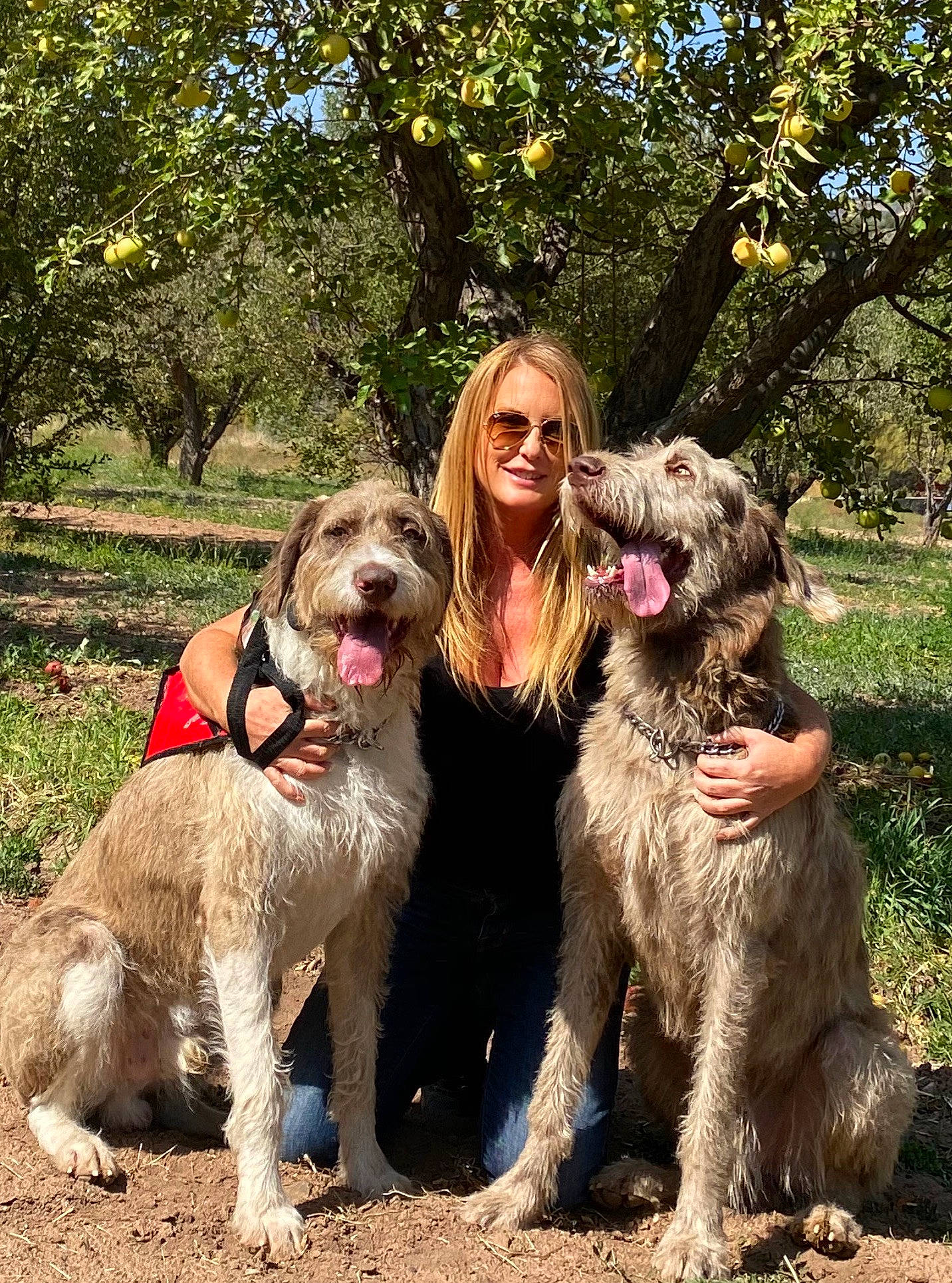 Tony joined the competition — help win amazing prizes! bosnian_coarse_haired_hound, briquet_griffon_vendeen, canidae, carnivore, catalan_sheepdog, dog, dog_breed, german_wirehaired_pointer, grand_basset_griffon_vendeen, hound, hunting_dog, irish_wolfhound, mammal, otterhound, petit_basset_griffon_vendeen, spaniel, spinone_italiano, sporting_group, vertebrate, wirehaired_pointing_griffon