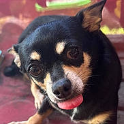 Daisi is registered to the contest to win money with this photo: dog, small_dog, black_dog, tan_markings, tongue_out, close_up, pet, animal, cute, playful, curious, ears, whiskers, nose, fur, indoor, portrait, looking_at_camera, face, canine
