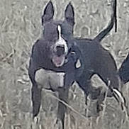 Tania participe au concours pour gagner de l'argent avec cette photo : dog, animal, black_and_white, outdoor, grass, canine, pet, ears, tail, mouth_open, standing, nature, blurred, fur, muzzle, alert, daylight, quadruped, domestic_animal, field