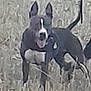 dog, animal, black_and_white, outdoor, grass, canine, pet, ears, tail, mouth_open, standing, nature, blurred, fur, muzzle, alert, daylight, quadruped, domestic_animal, field
