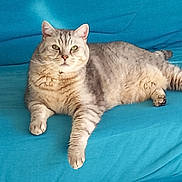 Ghislaine Sibille a rejoint le concours — aidez-le/la à gagner de superbes lots ! cat, silver_tabby, pet, animal, feline, couch, sofa, indoor, living_room, lounging, sitting, lying_down, fur, whiskers, ears, eyes, tail, paws, blue_couch, portrait
