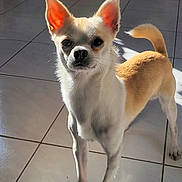 Pipette participe au concours pour gagner de l'argent avec cette photo : animal, box, bright_light, cabinet, chihuahua, curious, dog, ears, floor_tiles, furniture, home, indoor, pet, pet_carrier, shadow, small_dog, standing, sunlight, tile_floor, white_and_tan