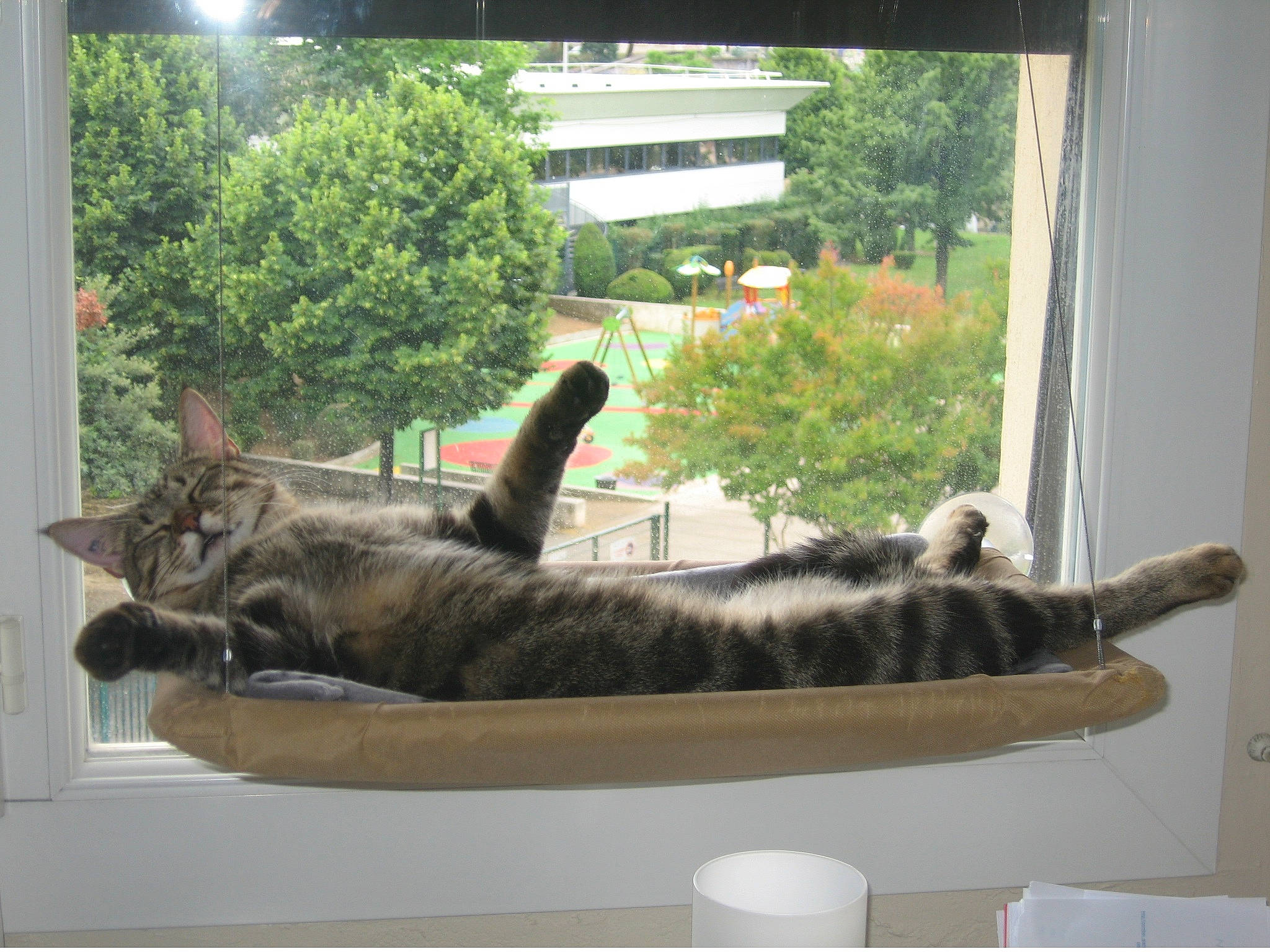 Plume participe au concours pour gagner de l'argent avec cette photo : carnivore, cat, claw, comfort, curtain, domestic_short_haired_cat, felidae, fur, paw, plant, room, small_to_medium_sized_cats, tail, terrestrial_animal, tree, whiskers, window, window_covering, window_treatment, wood