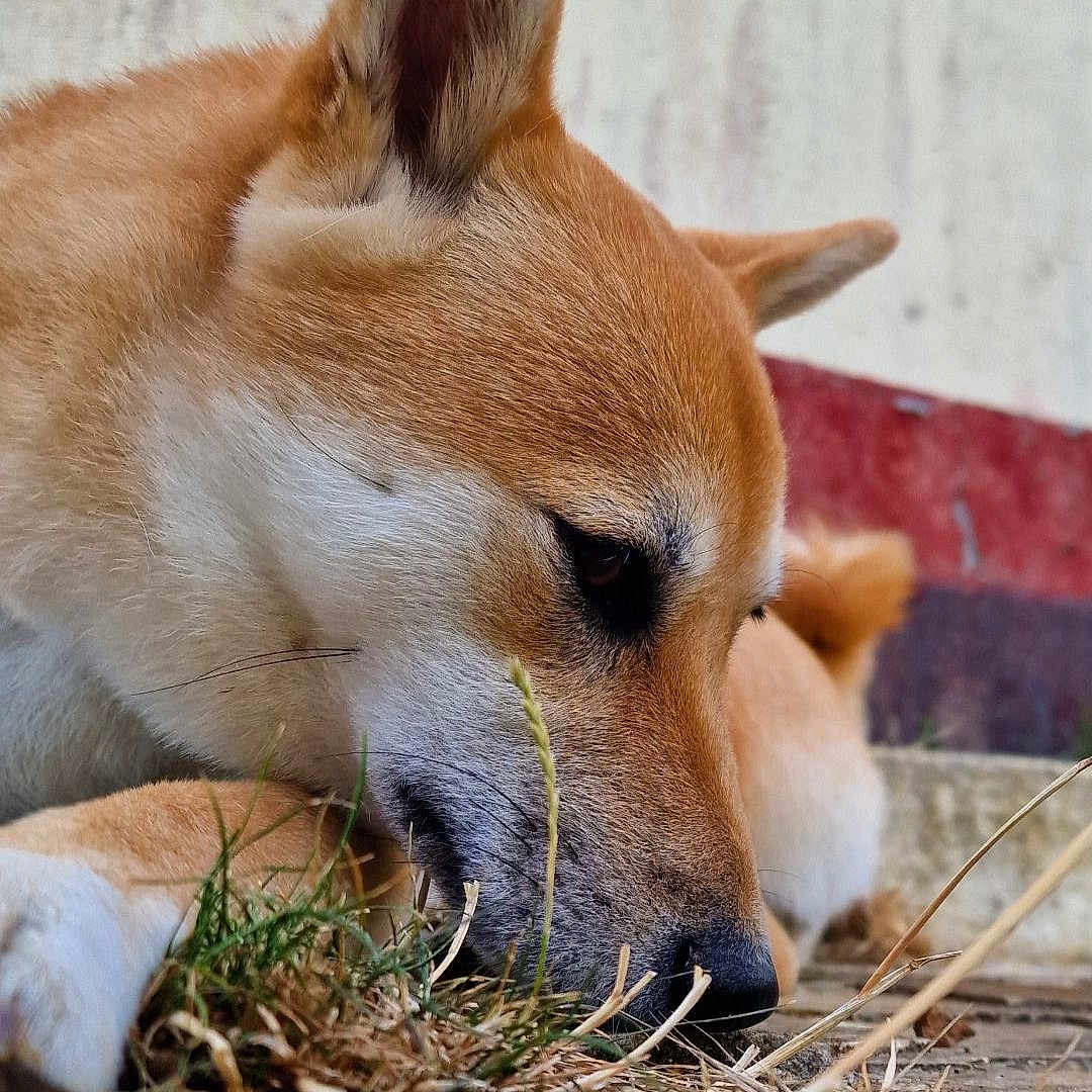 Tsuka participe au concours pour gagner de l'argent avec cette photo : animal, canine, chihuahua, countryside, dog, fox, hound, husky, indoors, interiordesign, nature, outdoors, person, pet, puppy, redwolf, sleeping, snout, straw, wolf