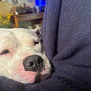 Snow joined the competition — help win amazing prizes! dog, white_dog, close_up, resting, sleepy, nose, face, pet_hair, fleece, fabric, indoor, furniture, blurred_background, cozy, home_decor, table, yellow_flowers, soft_light, animal, companion