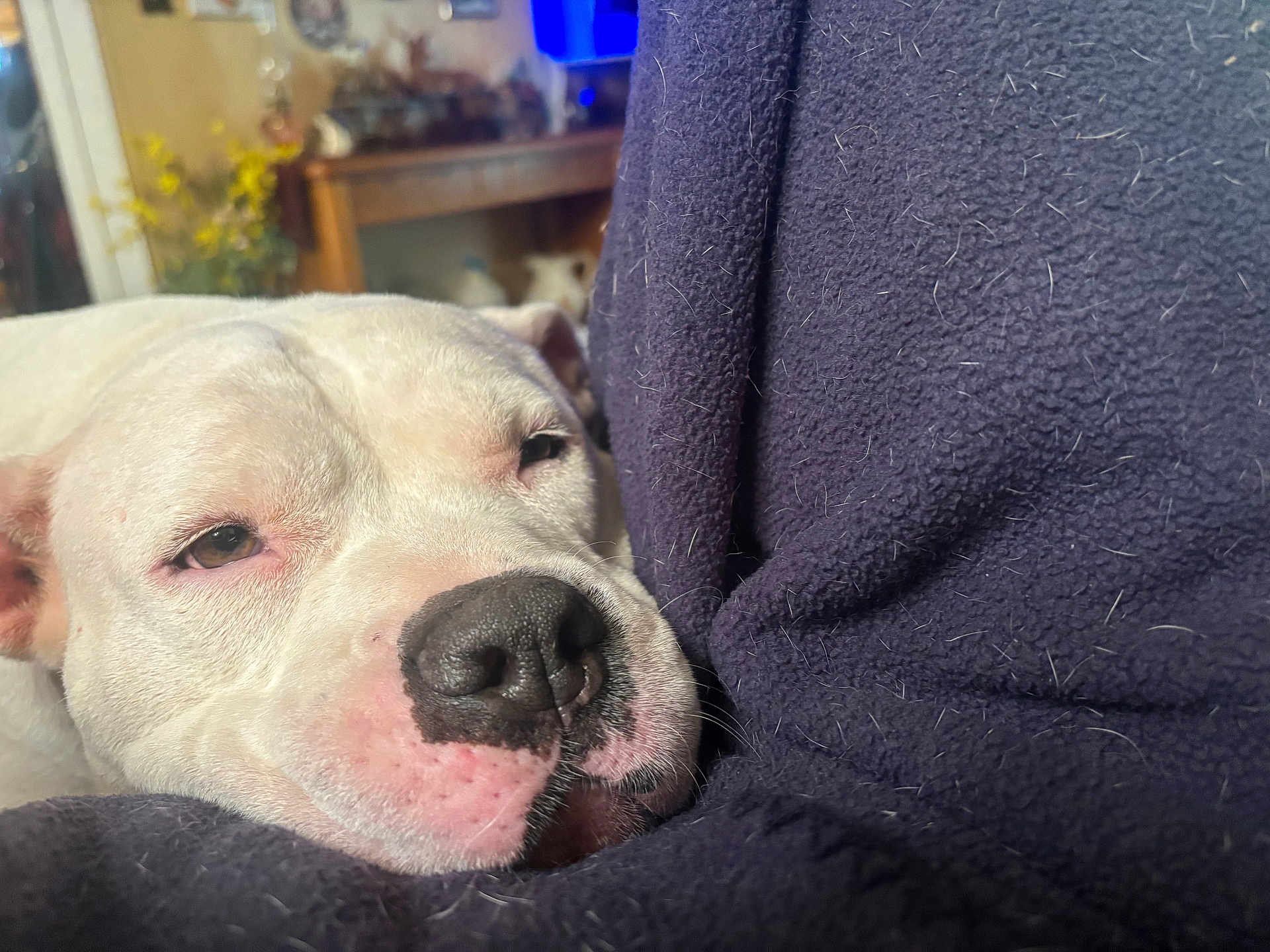 Snow joined the competition — help win amazing prizes! dog, white_dog, close_up, resting, sleepy, nose, face, pet_hair, fleece, fabric, indoor, furniture, blurred_background, cozy, home_decor, table, yellow_flowers, soft_light, animal, companion