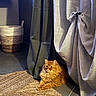 animal, calm, cat, cozy, curtains, decor, domestic, feline, floor, fluffy, fur, home, indoor, light, orange_cat, pet, relaxed, resting, rug, woven_rug