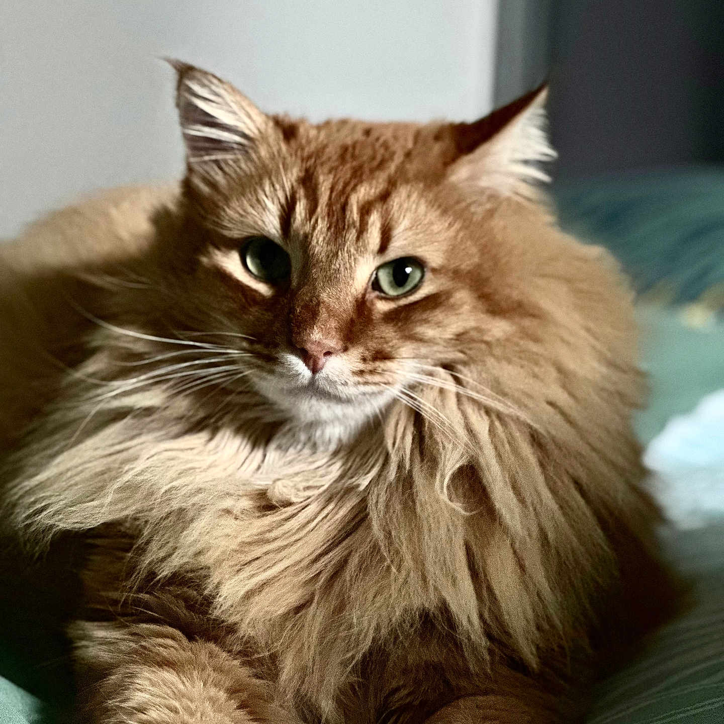 Monsieur Rouille a rejoint le concours — aidez-le/la à gagner de superbes lots ! animal, bed, cat, close_up, cute, domestic_animal, feline, fluffy, fur, green_eyes, indoor, long_hair, mammal, orange_cat, pet, portrait, relaxed, resting, soft_light, whiskers