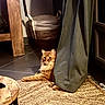 Monsieur Rouille a rejoint le concours — aidez-le/la à gagner de superbes lots ! animal, basket, cat, cozy, curious, curtain, domestic_cat, feline, floor, fluffy, home, indoor, orange_cat, pet, relaxed, resting, rug, shadow, tile_floor, wooden_furniture