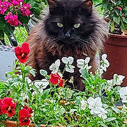 Nana a rejoint le concours — aidez-le/la à gagner de superbes lots ! animal, black_cat, bloom, cat, colorful, eyes, fence, flower_pot, fluffy_cat, fur, garden, green_plant, leaf, nature, outdoor, pet, plant_pot, red_flower, table, white_flower