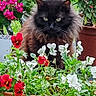 animal, black_cat, bloom, cat, colorful, eyes, fence, flower_pot, fluffy_cat, fur, garden, green_plant, leaf, nature, outdoor, pet, plant_pot, red_flower, table, white_flower