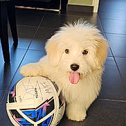 Achille a rejoint le concours — aidez-le/la à gagner de superbes lots ! puppy, dog, white_fur, tongue_out, soccer_ball, indoor, tile_floor, paw, playful, pet, cute, animal, young_dog, fluffy, ball, home, light, floor, toy, resting