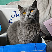 Simba joined the competition — help win amazing prizes! cat, gray_cat, amber_eyes, cardboard_box, indoor, feline, pet, cozy, blanket, furniture, curious, closeup, domestic_animal, soft_texture, relaxed, portrait, animal, home, cute, whiskers