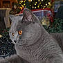 cat, gray_cat, pet, feline, amber_eyes, christmas_tree, holiday_lights, indoor, decorations, festive, cozy, fur, whiskers, closeup, animal, relaxed, laying_down, christmas, holiday, soft