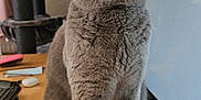 Simba joined the competition — help win amazing prizes! cat, gray_cat, amber_eyes, pet, indoor, feline, desk, wooden_surface, computer_monitor, keyboard, cat_tree, paw, fur, ears, whiskers, home_office, domestic_cat, animal, sitting, looking_up