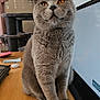 cat, gray_cat, amber_eyes, pet, indoor, feline, desk, wooden_surface, computer_monitor, keyboard, cat_tree, paw, fur, ears, whiskers, home_office, domestic_cat, animal, sitting, looking_up
