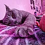 Simba is registered to the contest to win money with this photo: cat, gray_cat, paw, bed, blanket, human_hand, indoor, resting, relaxed, cozy, feline, pet, furry, closeup, pink_lighting, wall_photos, bedroom, soft_texture, cute, animal