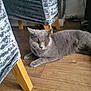 cat, gray_cat, amber_eyes, wooden_floor, velvet_chair, furniture_leg, indoor, pet, relaxed, resting, animal, fur, whiskers, ears, flooring, domestic_cat, home, cute, mammal, quiet