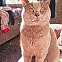 Simba joined the competition — help win amazing prizes! cat, amber_eyes, gray_fur, sunlight, window, flowers, couch, blanket, indoor, pet, feline, cozy, curtains, soft_light, carpet, home_interior, animal, sitting, close_up, relaxed