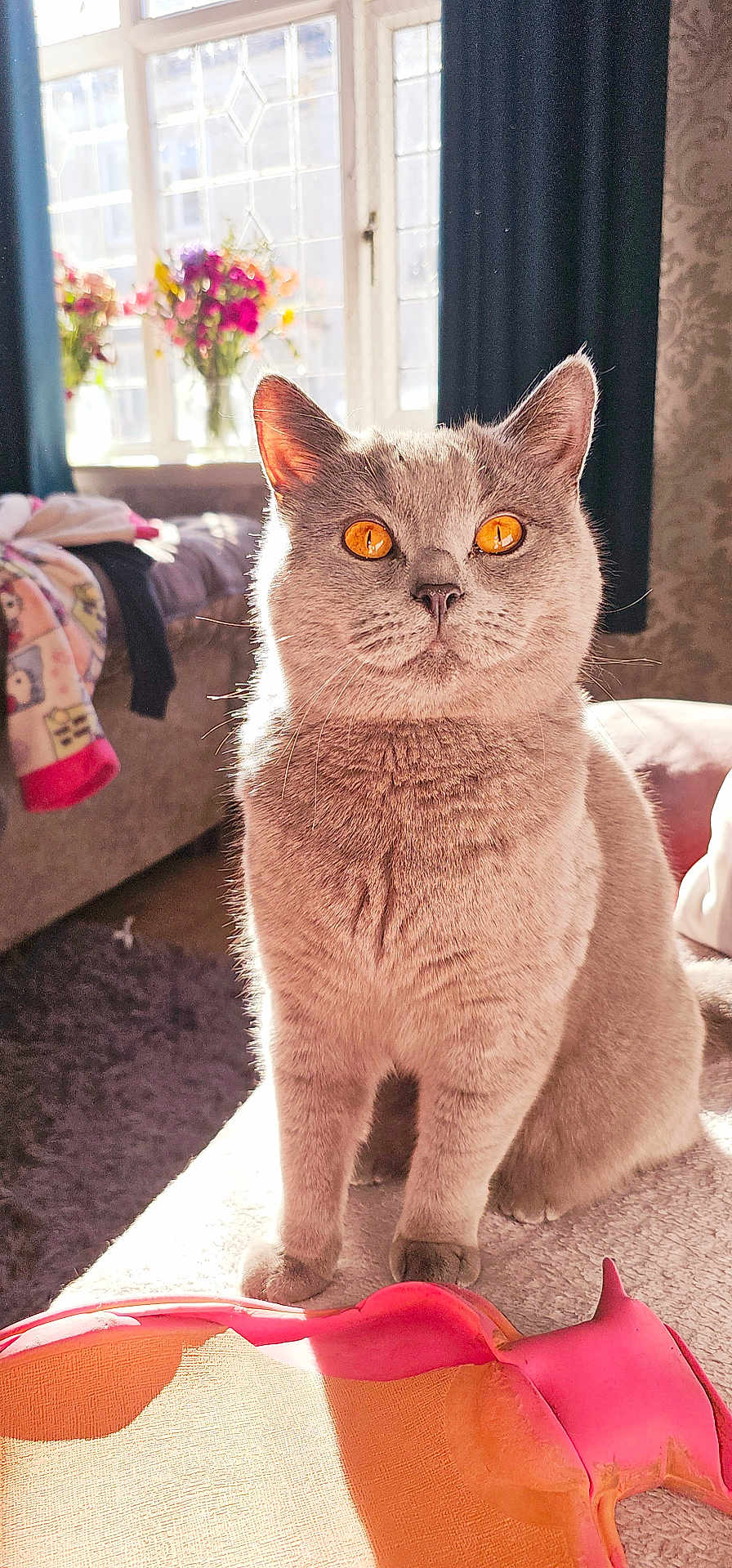 Simba joined the competition — help win amazing prizes! cat, amber_eyes, gray_fur, sunlight, window, flowers, couch, blanket, indoor, pet, feline, cozy, curtains, soft_light, carpet, home_interior, animal, sitting, close_up, relaxed