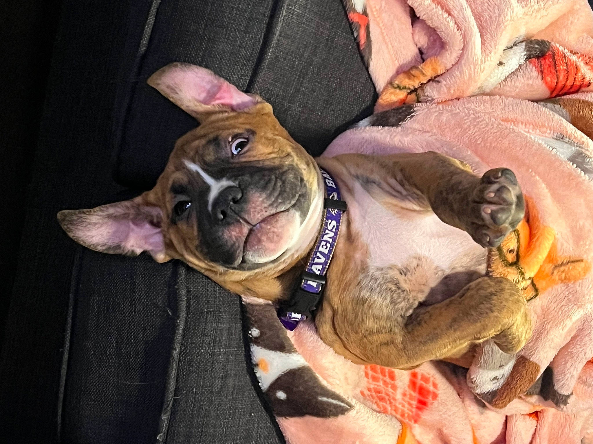 Jackson is registered to the contest to win money with this photo: canidae, carnivore, collar, comfort, companion_dog, dog, dog_breed, dog_collar, dog_supply, fashion_accessory, fawn, fur, leash, liver, paw, snout, sporting_group, whiskers, working_animal, wrinkle