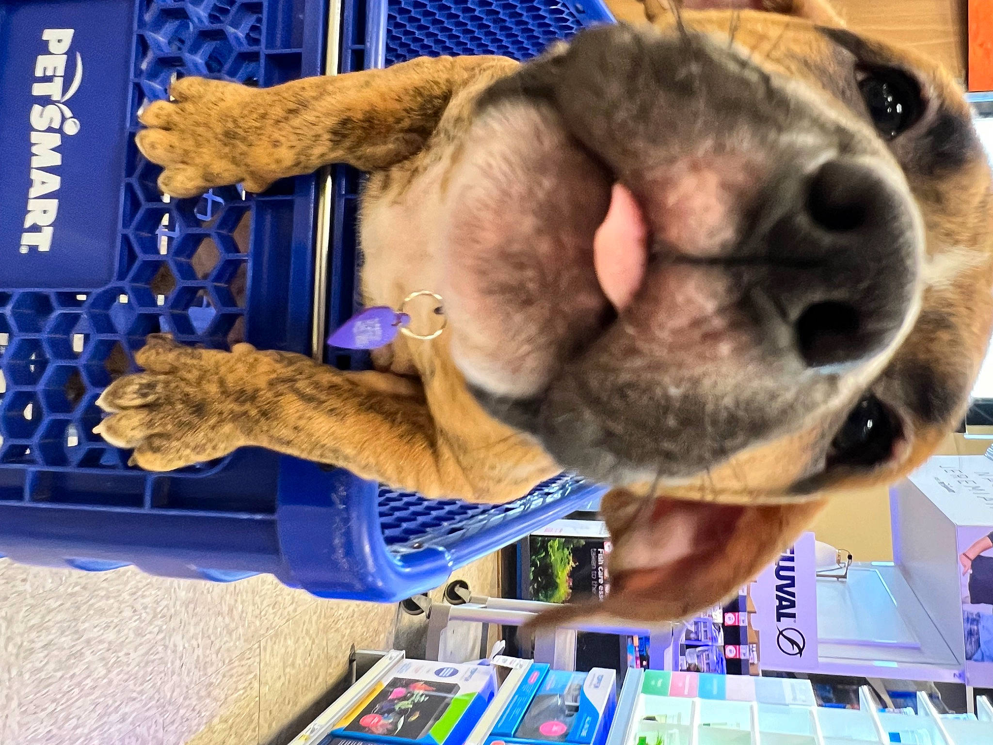 Jackson is registered to the contest to win money with this photo: blue, canidae, carnivore, collar, companion_dog, dog, dog_breed, electric_blue, fawn, fur, liver, pet_supply, selfie, snout, sporting_group, vertebrate, whiskers, working_animal