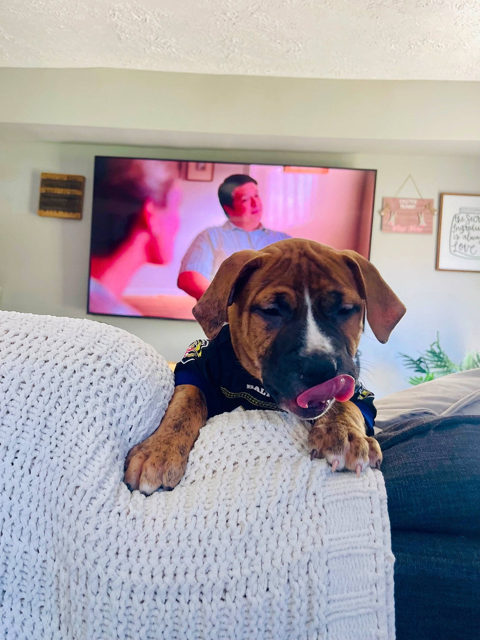 Jackson is registered to the contest to win money with this photo: canidae, carnivore, chair, comfort, companion_dog, dog, dog_breed, dog_supply, fawn, floor, flooring, hardwood, linens, liver, pet_supply, picture_frame, room, sporting_group, window, working_animal