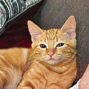 Michaelangelo joined the competition — help win amazing prizes! cat, orange_tabby, pet, indoor, couch, cushion, relaxed, feline, domestic_animal, resting, cozy, fur, whiskers, paw, home, comfort, person, leg, casual, nap