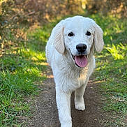 Vino a rejoint le concours — aidez-le/la à gagner de superbes lots ! puppy, dog, white_dog, walking, outdoor, nature, path, grass, sunlight, forest, happy, young_dog, tongue_out, canine, pet, animal, cute, fur, daylight, smiling
