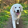 puppy, dog, white_dog, walking, outdoor, nature, path, grass, sunlight, forest, happy, young_dog, tongue_out, canine, pet, animal, cute, fur, daylight, smiling