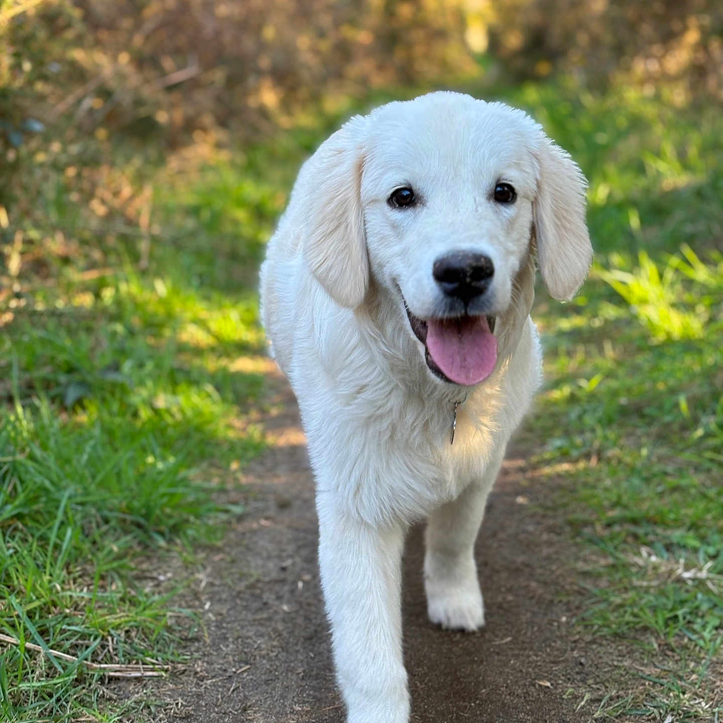 Vino a rejoint le concours — aidez-le/la à gagner de superbes lots ! puppy, dog, white_dog, walking, outdoor, nature, path, grass, sunlight, forest, happy, young_dog, tongue_out, canine, pet, animal, cute, fur, daylight, smiling