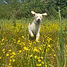 Vino participe au concours pour gagner de l'argent avec cette photo : animal, blue_sky, canine, dog, ears_flapping, field, grass, greenery, happy, nature, outdoor, playful, puppy, running, summer, sunny, tongue_out, trees, wildflowers, yellow_flowers