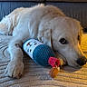 Vino a rejoint le concours — aidez-le/la à gagner de superbes lots ! animal, carpet, closeup, couch, cozy, cute, dog, domestic, floor, fur, furniture, golden_retriever, indoor, lying_down, pet, plush_toy, puppy, resting, toy, warm_lighting