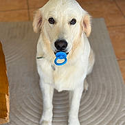 Vino participe au concours pour gagner de l'argent avec cette photo : animal, blue, canine, carpet, cute, dog, domestic_animal, ears, eyes, floor, fur, golden_retriever, indoor, looking, mouth, nose, pacifier, pet, portrait, sitting