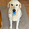 animal, blue, canine, carpet, cute, dog, domestic_animal, ears, eyes, floor, fur, golden_retriever, indoor, looking, mouth, nose, pacifier, pet, portrait, sitting