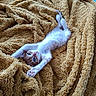 kitten, cat, pet, animal, feline, cute, stretching, blue_eyes, whiskers, fur, blanket, texture, soft, cozy, indoor, playful, relaxed, resting, small, curious